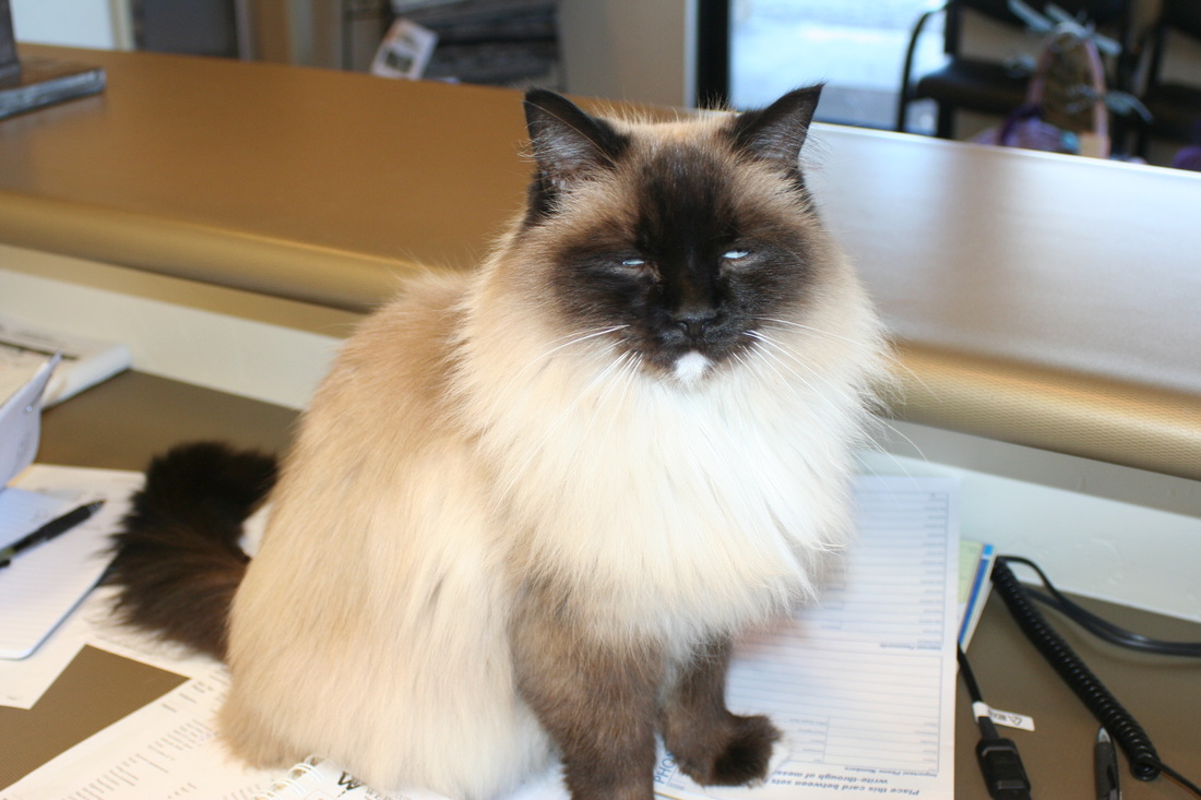 Abbigail clinic cat at Surface Creek Veterinary Center